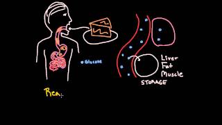 Insulin 1 What does insulin do and why do we need it [upl. by Yerfoeg958]