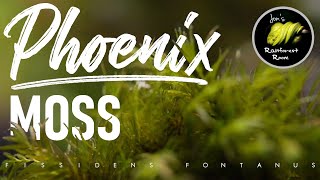 How To Attach amp Care For Phoenix Moss Fissidens Fontanus [upl. by Ahseniuq]