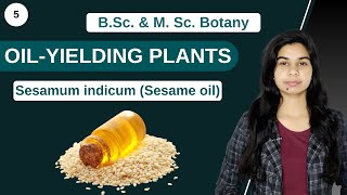 Economic Botany  OILYIELDING PLANTS  Sesamum indicum Sesame oil  B Sc amp M Sc [upl. by Trebliw50]