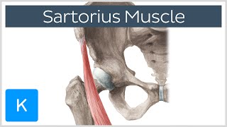 Sartorius Muscle  Origin Insertion Innervation amp Actions  Anatomy  Kenhub [upl. by Aisitel]