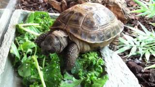 Hobby Reptiles Ltd Testudo horsefieldii Horsefields Tortoise [upl. by Chan]