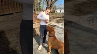 Freaking Raw Hamburger  shortvideo americanbully dogbreed [upl. by Molton]