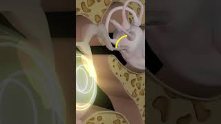 Function of Ossicles ear biology medical anatomy [upl. by Damon644]