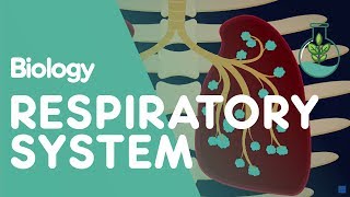 Respiratory System  Introduction  Physiology  Biology  FuseSchool [upl. by Terrence713]