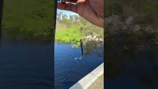 Pickerel is the name🎣 subscribe hookset fishing sportfishing pickerel explore fyp [upl. by Eiser571]