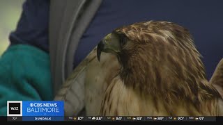 Injured missing hawk located miles away from Baltimore County nature center [upl. by Citron]