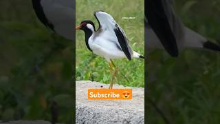 Red Wattled Lapwing 😍 shorts factsinhindi facts factshorts dadajifacts lapwing birds wattles [upl. by Wanyen]