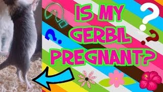 How To Tell If Your Gerbil Is Pregnant [upl. by Aititil259]