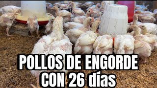 Cómo CRIAR POLLOS DE ENGORDE Parte 3 26 días [upl. by Norford]