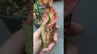 N Rokko x Boschi x Veitchii x Burbid EP kantongsemar nepenthes carnivorousplants [upl. by Belita]