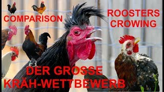 Hähne  Der große KrähWettbewerb  ROOSTERS CROWING COMPARISON with 15 breeds  GALLO CANTANDO [upl. by Volney]