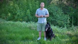 Positive K9 Training – Melbourne Dog Trainers [upl. by Duky]