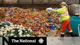 Canadians get creative in solving food waste problem [upl. by Jelks]