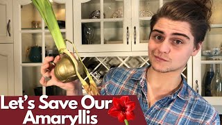 Saving Waxed Amaryllis￼ [upl. by Laurice360]