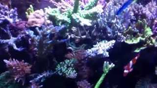 My sps lps saltwater reef tank [upl. by Oza]