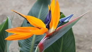 Strelitzia reginae  Bird of Paradise Crane Flower [upl. by Mycah696]