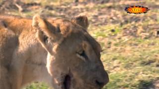 Hipopotamo le Destroza la Mandibula a una Leona [upl. by Euphemia]