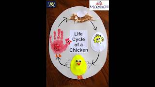 Life cycle of a Chicken [upl. by Nnayelhsa]