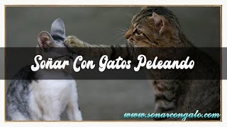 SOÑAR CON GATOS PELEANDO😴 ENTRE ELLOS😼😡 SOÑAR CON PELEA DE GATOS CON PERROS Y SERPIENTES🤬😽🐾 [upl. by Dysart572]