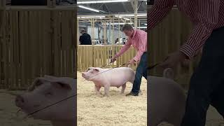 Krew and Virgil his Landrace Barrow at Cow Palace Livestock show showpigs landracepigs [upl. by Ahilam]