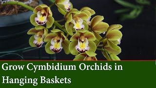 How to grow Cascading Cymbidium Orchids in Hanging Baskets [upl. by Amrak]