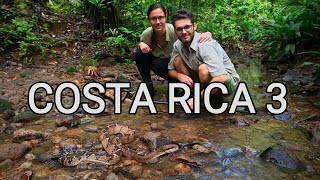 Behind the scenes  herping Costa Rica 3 venomous snakes wild bushmaster montane pit vipers [upl. by Sahc55]