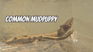 Common Mudpuppy Observation Tank  Necturus maculosus [upl. by Earas]