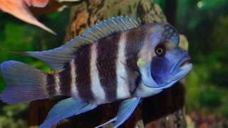 Frontosa Fish At Planet Earth Aquarium Mysore [upl. by Nerua]