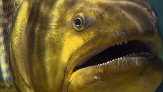 Piranha Feeding Frenzy  Planet Earth  BBC Earth [upl. by Negah]