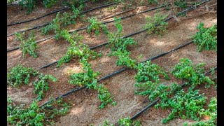 Riego por goteo para la terraza o el jardín  Bricolaje [upl. by Uranie]