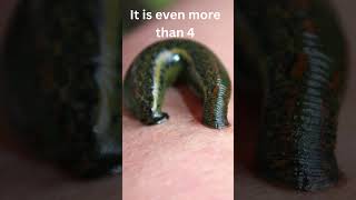 How Many Testicles Does This Animal Have shorts leeches testicles shortsfeed animals facts [upl. by Deland574]