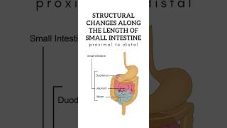 Structural changes along the length of small intestine from proximal to distal shorts anatomy [upl. by Sabir670]