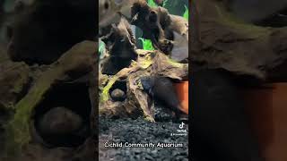 Aquarium Fish Cichlid community tank fishvideo aquariumfish fishies fyp cichlidaquarium fish [upl. by Onitsirc549]