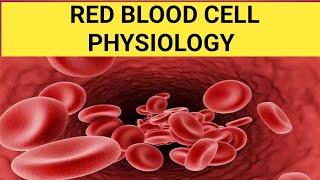 Red blood cells RBC Erythrocyte Blood physiology by Dreaming medicose Blood composition [upl. by Retxed]