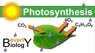 Photosynthesis in detail [upl. by Eugene48]