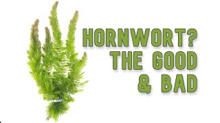 Hornwort  My Experience Keeping [upl. by Sonya]