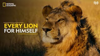 Every Lion for Himself  Savage Kingdom  National Geographic [upl. by Aleras]