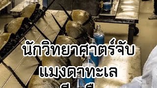 นักวิทยาศาตร์ดูดเลือดแมงดาทะเลมาทำไม LAL TEST [upl. by Auston]