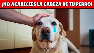 NO ACARICIES más la cabeza de tu perro hasta ver esto  ¡Quedarás en shock [upl. by Llenyaj]