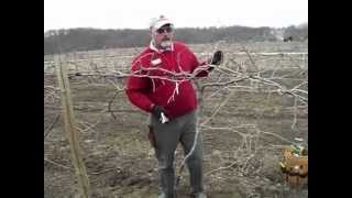 Pruning a 4 Year Marechal Foch Grapevine [upl. by Portwin]