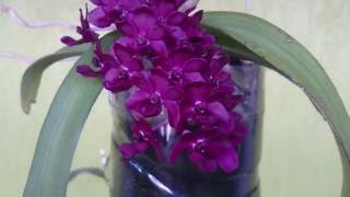 160 Rhynchostylis Gigantea Red [upl. by Ciprian198]