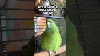 DAY 3 of teaching my AMAZON PARROT to say HAWK TUAH [upl. by Roux779]