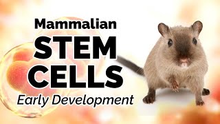 Early Mammalian Development [upl. by Sidwel]