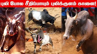 Cow  Pulikulam Kalai  புலி போல சீறிப்பாயும் புலிக்குளம் காளை நாட்டு மாடு Jallikattu Kalai  bull [upl. by Janerich]