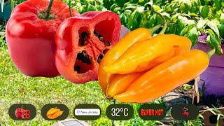 Plantas de Aji Amarillo  Rocoto 🇵🇪 en 🇺🇸 🪴gardening plantas huacatay 🌿 [upl. by Inoliel28]