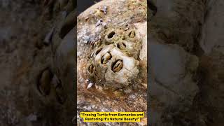 Rescuing Turtle from Barnacles Restoring Its Natural Beautyquot seaturtles seaturtlelove animals [upl. by Ezalb]