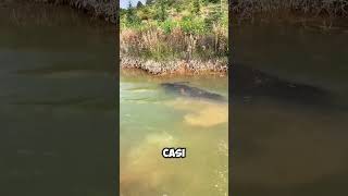 Este BÚFALO se sumergió por COMPLETO en el AGUA 😱 [upl. by Tlevesor374]