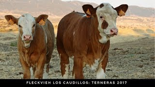 Terneras Simmental Fleckvieh [upl. by Ayana]