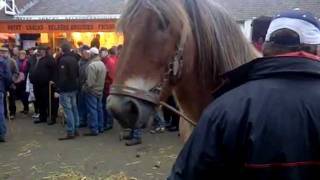 Paardenmarkt HedelLieve paarden op weg naar de slachtwmv [upl. by Castorina]