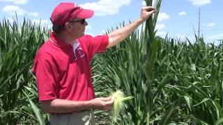 Corn Pollination How to Determine Success Under Stress [upl. by Imoyn]